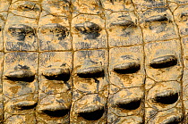 Saltwater crocodile (Crocodylus porosus), close up of scales. Captive.