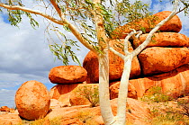 Granitic boulders and blocks at Karlu Karlu / Devils Marbles Conservation Reserve, Eucalyptus in foreground. Northern Territory, Australia. 2008.