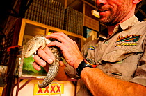 Blue tongued lizard (Tiliqua scincoides) held by Adventure Tours Australia guide, used to teach tourists about the Northern Territory. Australia. 2008. Captive.