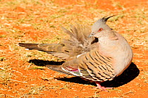 Crested pigeon (Ocyphaps lophotes) preening. Watarrka National Park, Northern Territory, Austrlia.