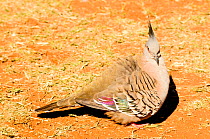 Crested pigeon (Ocyphaps lophotes). Watarrka National Park, Northern Territory, Austrlia.