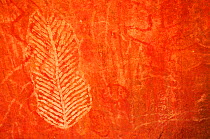 Aboriginal rock art engravings on sandstone depicting leaf and bird. Uluru / Ayers Rock, Uluru-Kata Tjuta National Park, Northern Territory.