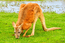 Red kangaroo (Macropus rufus) grazing. Phillip Island, Victoria, Australia. Captive.