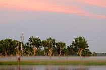 Eucalypt (Eucalypteae) trees at edge of lagoon in morning mist, flock of birds in sky. Kakadu National Park, Northern Territory, Australia. 2008.