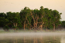 Eucalypt (Eucalypteae) trees at edge of lagoon in morning mist, flock of birds in sky. Kakadu National Park, Northern Territory, Australia. 2008.