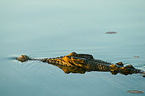 Saltwater crocodile (Crocodylus porosus) with head above water in morning light. Kakadu National Park, Northern Territory, Australia.