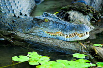 Saltwater crocodile (Crocodylus porosus). Kakadu National Park, Northern Territory, Australia.
