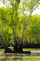 Great white egret (Ardea alba) amongst Eucalypt (Eucalypteae) trees in lagoon. Kakadu National Park, Northern Territory, Australia.