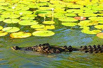 Saltwater crocodile (Crocodylus porosus) in swamp. Kakadu National Park, Northern Territory, Australia.