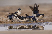 House martins (Delichon urbicum) collecting mud from puddles for nest-building. March. Donana National Park, Spain. March.