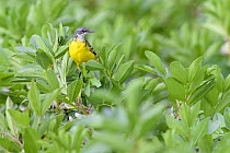 Yellow wagtail (Iberian subspecies) (Motacilla flava iberiae) perched on crop plants. Donana National Park, Spain. March.