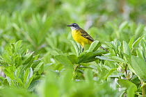Yellow wagtail (Iberian subspecies) (Motacilla flava iberiae) perched on crop plants. Donana National Park, Spain. March.
