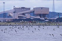 Oystercatcher (Haematopus ostralegus) and red knot (Calidris canutus) flock in flight with industrial buildingss of Teeside in the background. Durham, UK. October