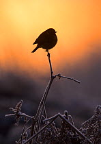 European stonechat (Saxicola rubicola) perched on frost-covered bracken at sunrise. London, UK. January