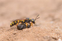 Sand tailed digger wasp (Cerceris arenaria) with weevil prey. Suffolk, UK. July.