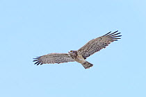 Short-toed (snake) eagle (Circaetus gallicus) in flight. Extremadura, Spain. March
