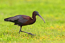 Glossy ibis (Plegadis falcinellus) in marshland. Donana National Park, Spain.
