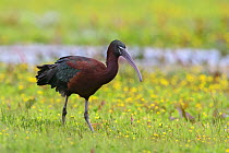 Glossy ibis (Plegadis falcinellus) in marshland. Donana National Park, Spain.