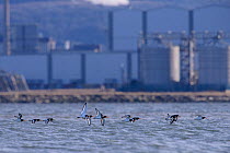 Oystercatcher (Haematopus ostralegus) flock flying low over the sea with industrial buildings of Teeside in the background. Durham, UK. January