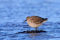 Red knot (Calidris canutus) in winter plumage standing on seaweed-covered rock. Durham, UK. February.