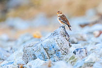 Snow bunting (Plectrophenax nivalis) perched on rock. Durham, UK. February