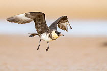Pomarine skua (Stercorarius pomarinus) taking off from beach. Durham, UK. September