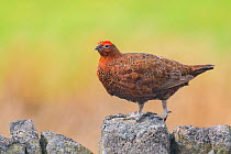 Red grouse (Lagopus lagopus scoticus) male on stone wall. Durham, UK. April