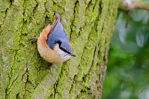 Eurasian nuthatch (Sitta europaea) perched on tree trunk. Durham, UK. March