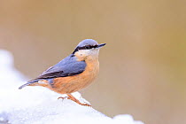 European nuthatch (Sitta europaea) perched in the snow. Durham, UK. January.