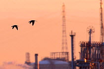 Curlew (Numenius arquata) in flight, silhouetted at sunset, with the industrial buildings of Teeside in the background. Durham, UK. January