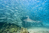 Sandbar shark (Carcharhinus plumbeus), swimming into a school of Bigeye scad (Selar crumenophthalmus), Keauhou Bay, South Kona, Hawaii.