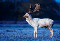 Fallow deer (Dama dama) white stag on frosty morning, Bushy Park, London, UK. November.