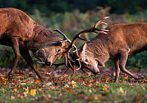 Red deer (Cervus elaphus) stags fighting during the rutting season, Bushy Park, London, UK October.