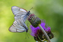 Black-veined white butterfly (Aporia crataegi) pair mating on flowerhead. Luhanka, Finland. June.