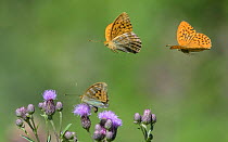 Silver-washed fritillary butterfly (Argynnis paphia) nectaring, two males in flight. Jyvaskyla, Finland. July.