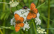 Lesser marbled fritillary butterfly (Brenthis ino), two males nectaring, alongside fly. Jyvaskyla, Finland.