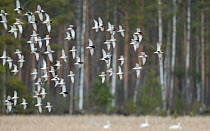 Ruff (Calidris pugnax) flock in flight, woodland in background. Laukaa, Finland. May.
