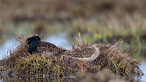 Ruff (Calidris pugnax) pair on tussocks surrounded by water. Liminka, Finland. May.