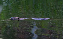 North American beaver (Castor canadensis) swimming. Isojarvi National Park, Finland. August. Introduced species.