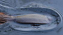 North American beaver (Castor canadensis) tail on water surface. Isojarvi National Park, Finland. August. Introduced species.