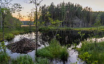 North American beaver (Castor canadensis) lodge in wetland at sunset, woodland in background. Isojarvi National Park, Finland. August 2020. Invasive species.