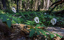 Siberian clematis (Clematis sibirica) flowering in woodland. Kristinestad, Finland. June.