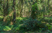 Siberian clematis (Clematis sibirica) in woodland. Kristinestad, Finland. June.