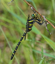 Golden-ringed dragonfly (Cordulegaster boltonii) resting on stem. Jyvaskyla, Finland. June.