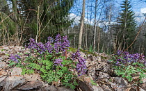 Fumewort (Corydalis solida) in woodland. Juveninkoski, Jamsa, Finland. May 2020.
