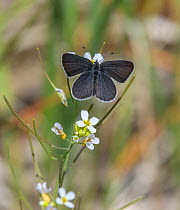 Small blue butterfly (Cupido minimus) male on flower. Heinola, Finland. June.