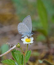 Small blue butterfly (Cupido minimus) female nectaring on flower. Heinola, Finland. June.