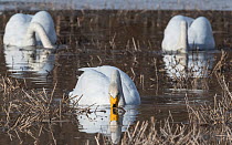 Whooper swan (Cygnus cygnus), three dabbling. Luhanka, Finland. March.