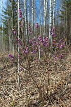 Mezereon (Daphne mezereum) in woodland. Vaaru, Jyvaskyla, Finland. April.