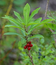 Mezereon (Daphne mezereum) berries. Jyvaskyla, Finland. July.